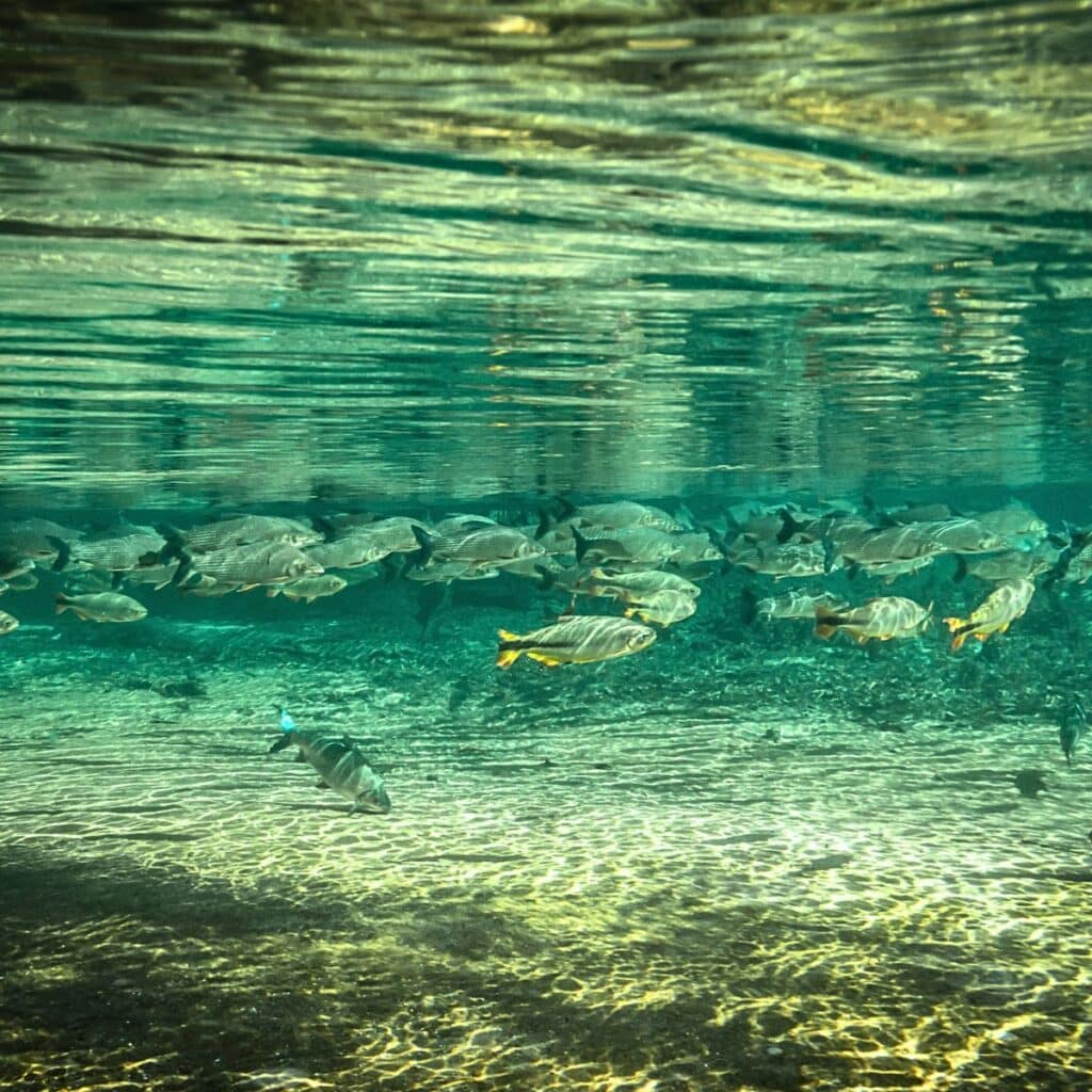 Scuba Diving Brazil: Bonito
